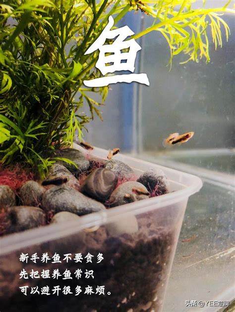 一尺魚缸養多少魚|魚缸魚數量精準計算